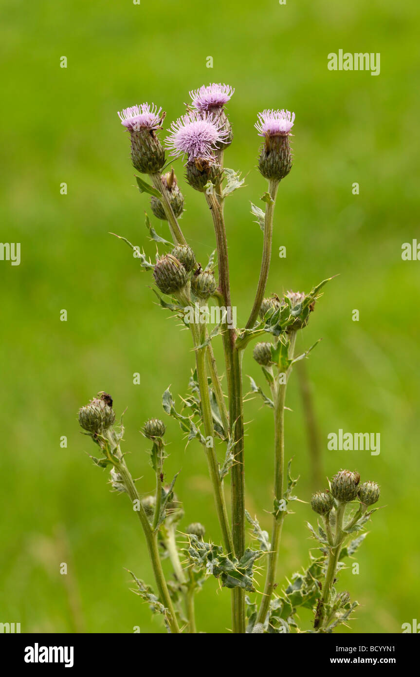 Creeping Thistle, Cirsium arvense, millefiori, Valle della flotta, Dumfries & Galloway, Scozia Foto Stock