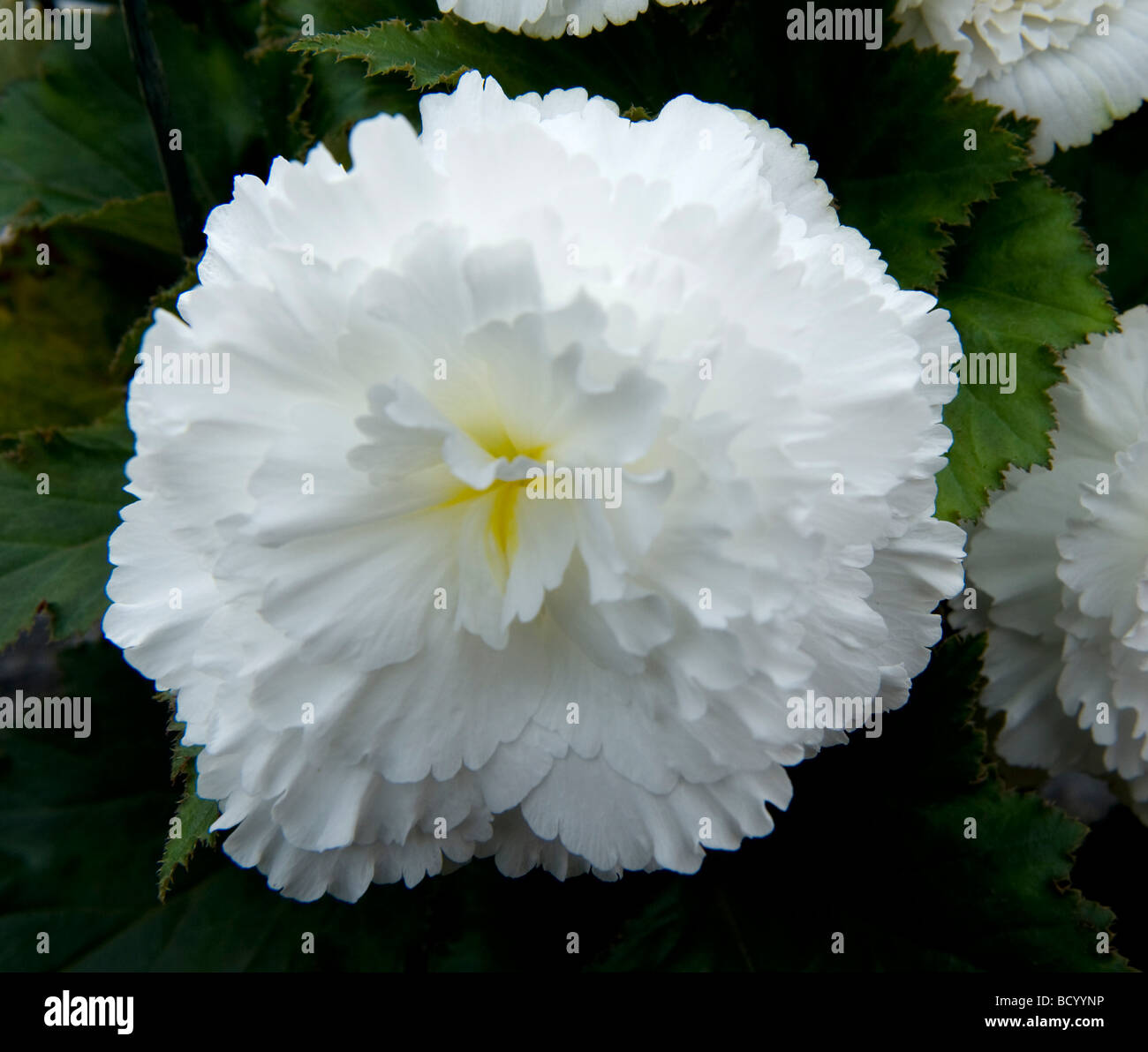 Hybrid Begonia. Un bianco puro fiore doppio con sovrapposizione leggermente petali dentata. Nuova varietà da Sutton semi per 2010. Foto Stock