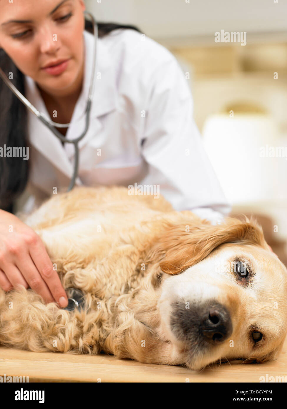 Veterinario con cane Foto Stock