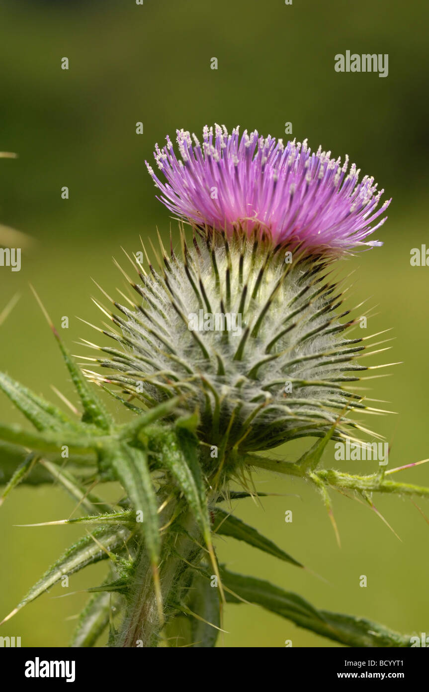 Spear Thistle, cirsium vulgare, millefiori, Valle della flotta, Dumfries & Galloway, Scozia Foto Stock