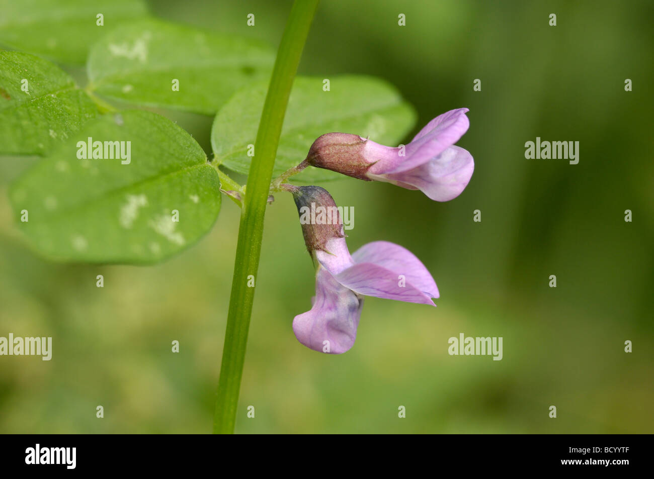 Bush veccia vicia sepium, millefiori, Valle della flotta, Dumfries & Galloway, Scozia Foto Stock