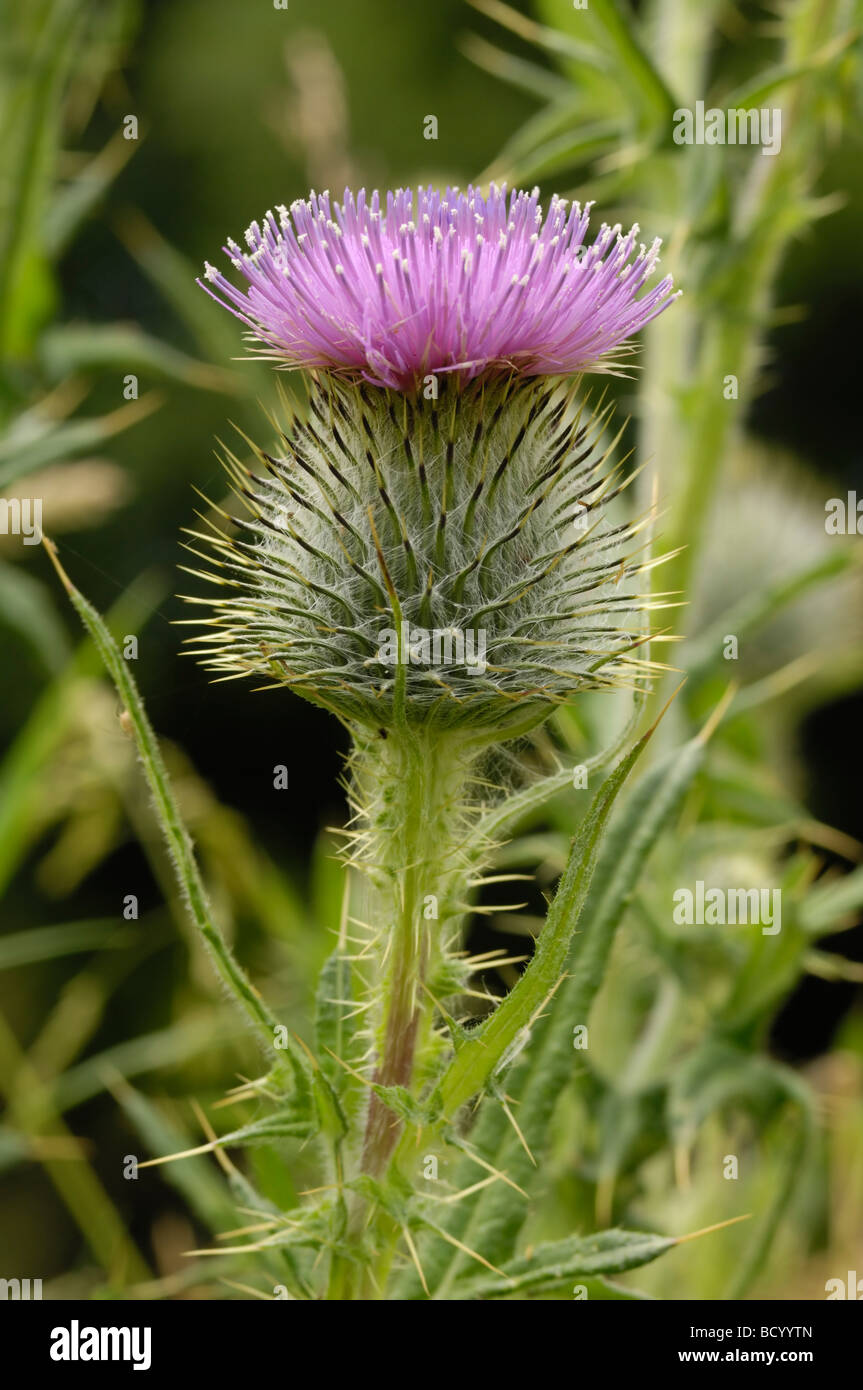 Spear Thistle, cirsium vulgare, millefiori, Valle della flotta, Dumfries & Galloway, Scozia Foto Stock