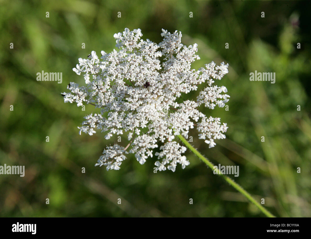 Wild carota aka Vescovo il laccio o Queen Anne's Pizzi, Daucus carota, Apiaceae Foto Stock