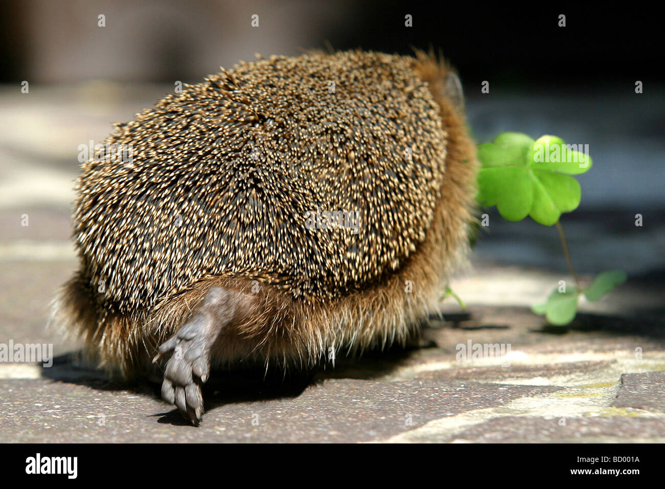 Riccio dalla parte posteriore nella parte anteriore di un quadrifoglio / Erinaceidae Foto Stock