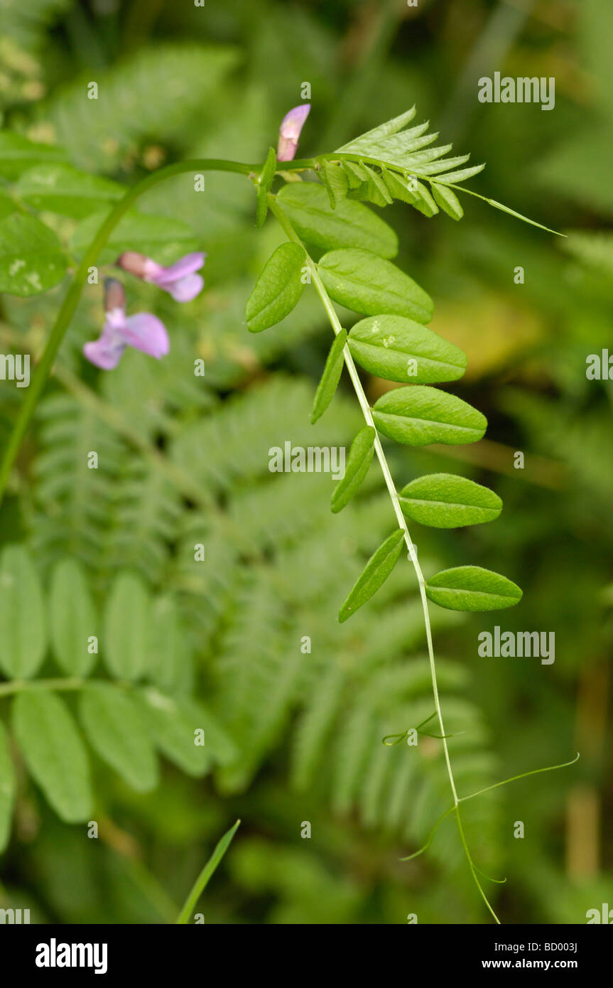 Bush veccia vicia sepium, millefiori, Valle della flotta, Dumfries & Galloway, Scozia Foto Stock