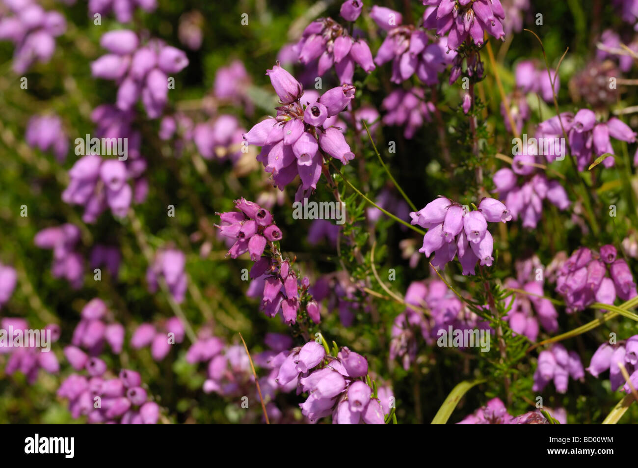 Bell erica Erica Cinerea, fioriti lungo la costa di Solway vicino Knockbrex, Dumfries & Galloway, Scozia Foto Stock