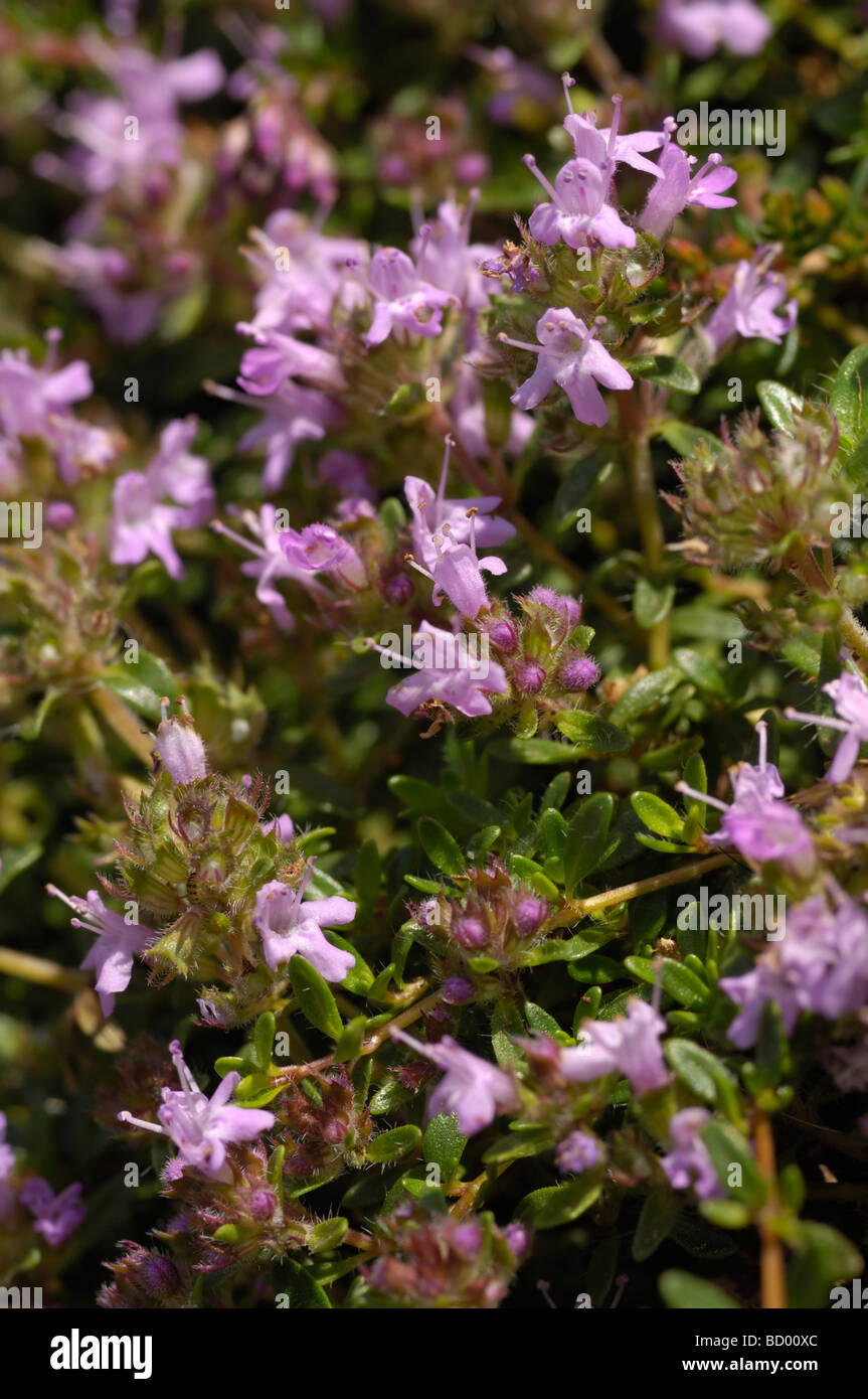 Timo selvatico, thymus polytrichus, fioriti lungo la costa di Solway vicino Knockbrex, Dumfries & Galloway, Scozia Foto Stock