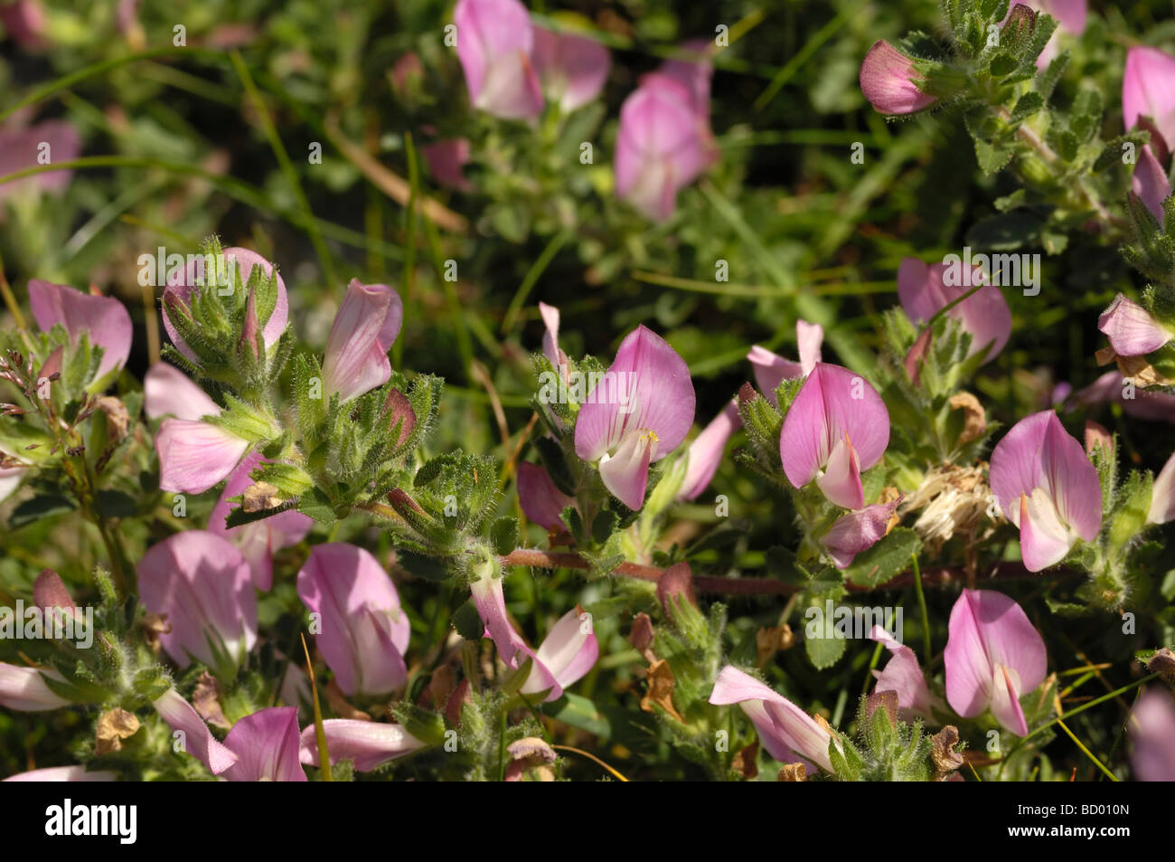 Comune, Ononide ononis repens, fioriti lungo la costa di Solway vicino Knockbrex, Dumfries & Galloway, Scozia Foto Stock