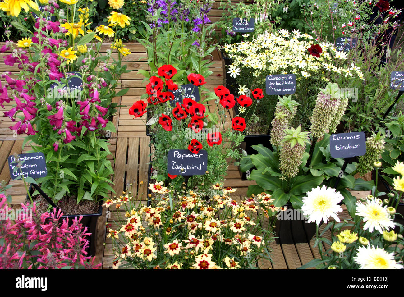 Fiori in mostra alla RHS show, Tatton Park Foto Stock