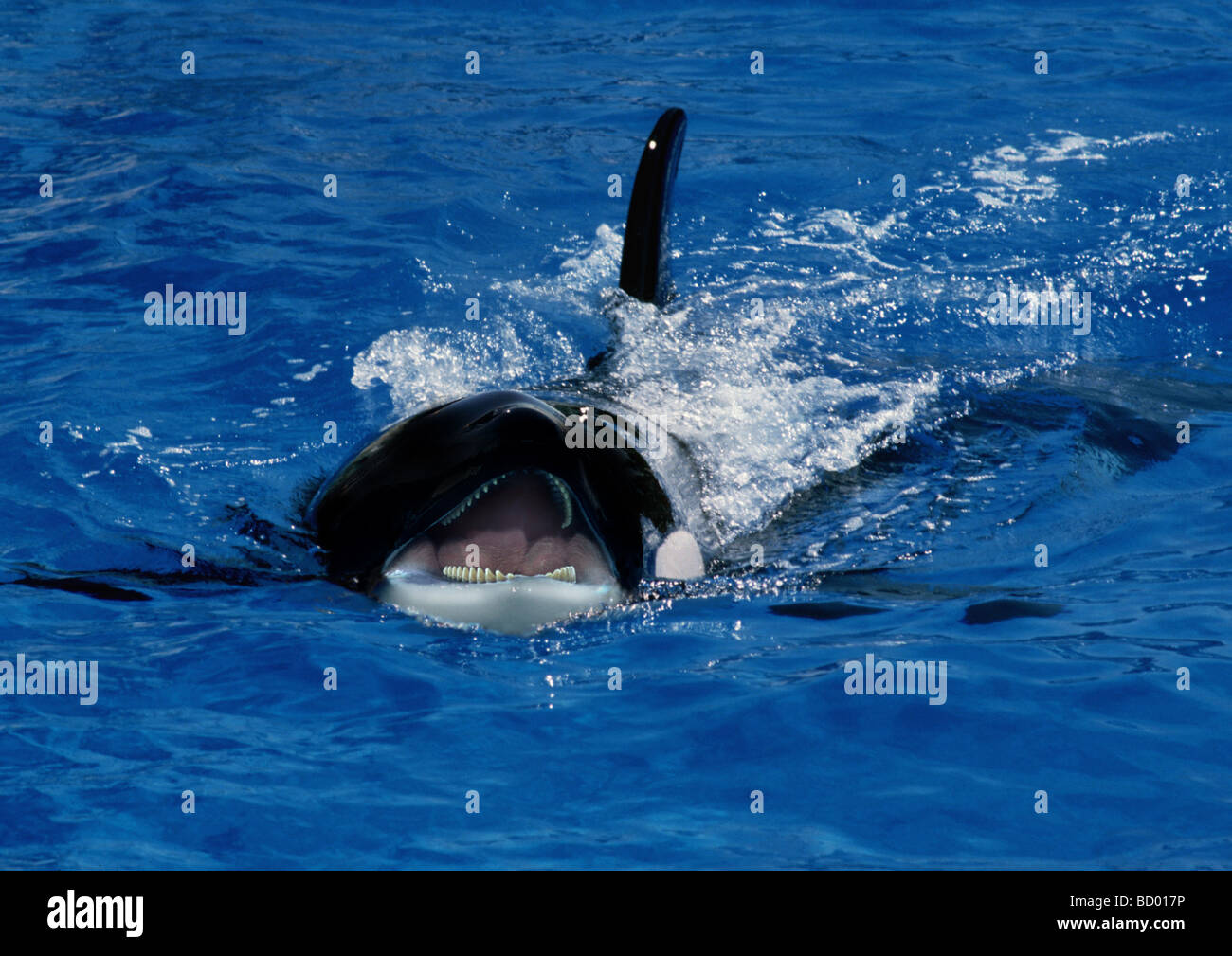 Balena killer alla superficie dell'acqua con la bocca aperta Foto Stock
