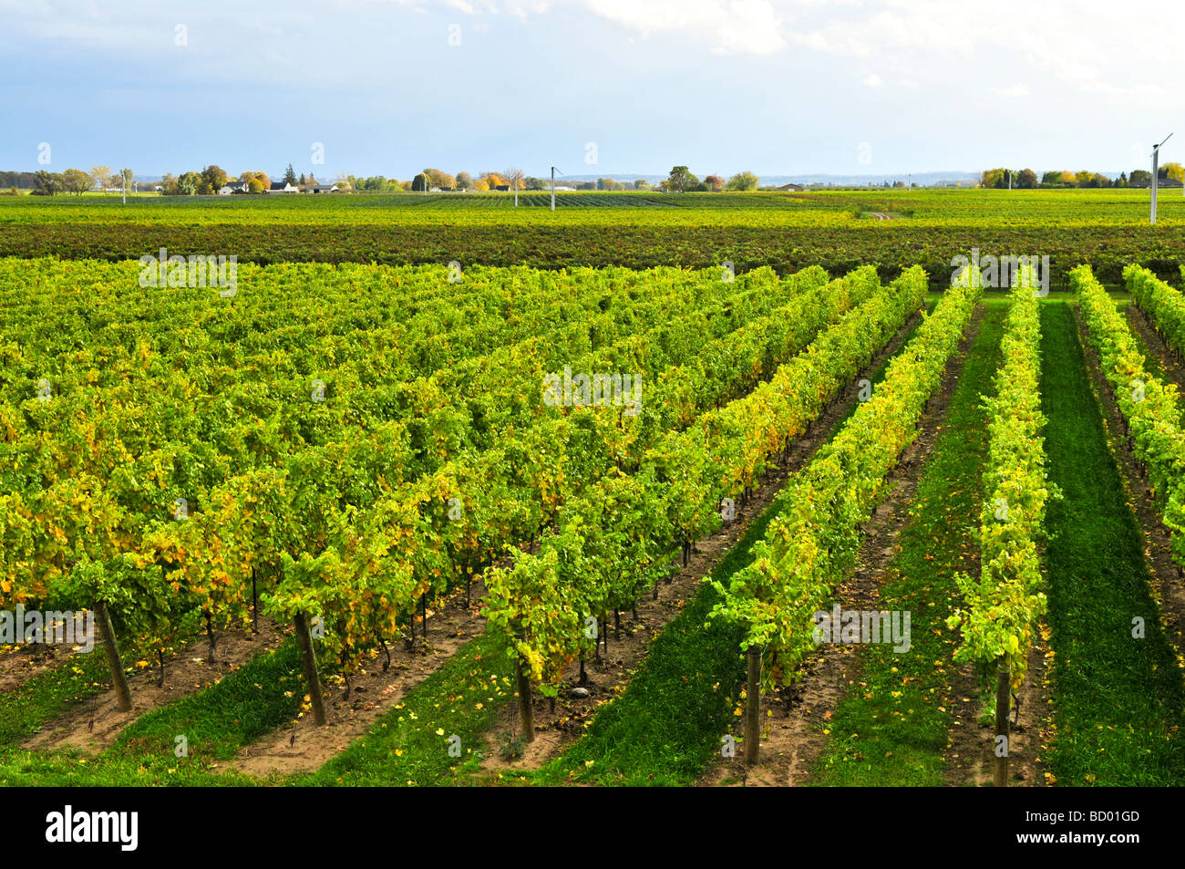 Righe di giovani i vitigni che crescono in Niagara Peninsula vigneto Foto Stock