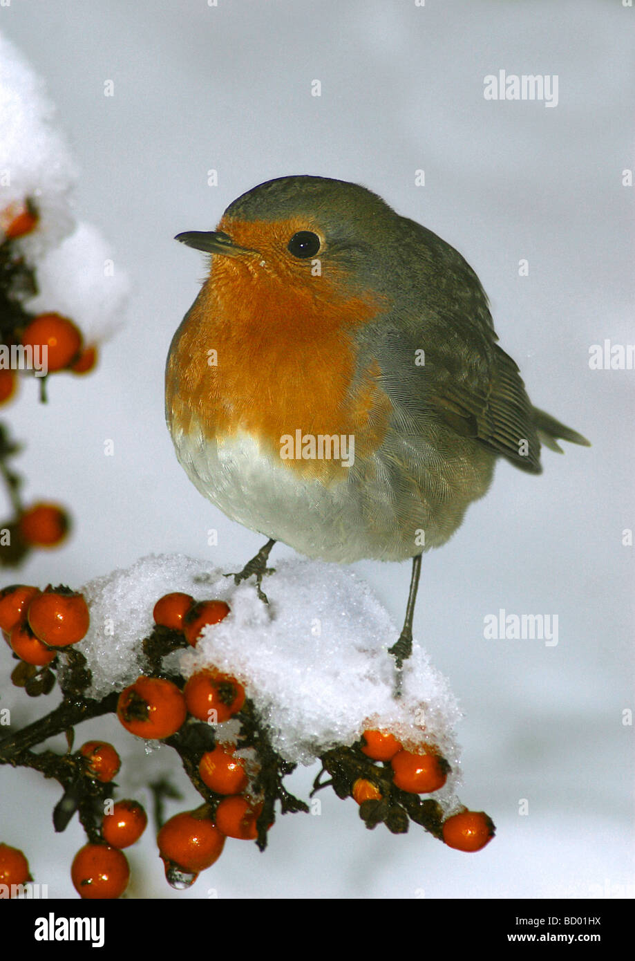 Robin sul ramo con frutti di bosco - neve Foto Stock