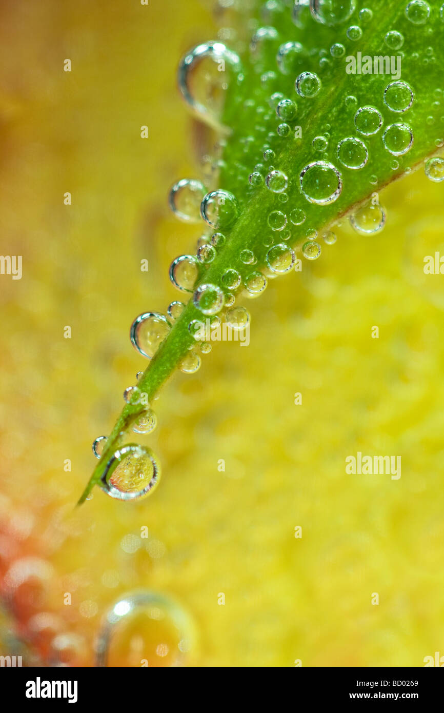 Verde foglia piccola si è evoluta con bolle Foto Stock