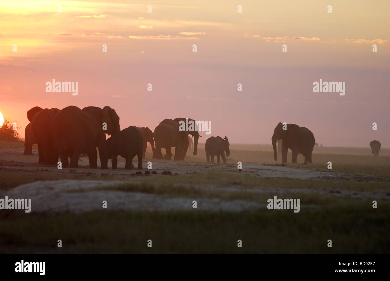 Gli elefanti africani - tramonto / Loxodonta africana Foto Stock