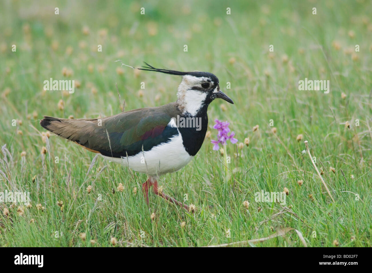 Pavoncella Vanellus vanellus Parco Nazionale del lago di Neusiedl Burgenland Austria Aprile 2007 Foto Stock