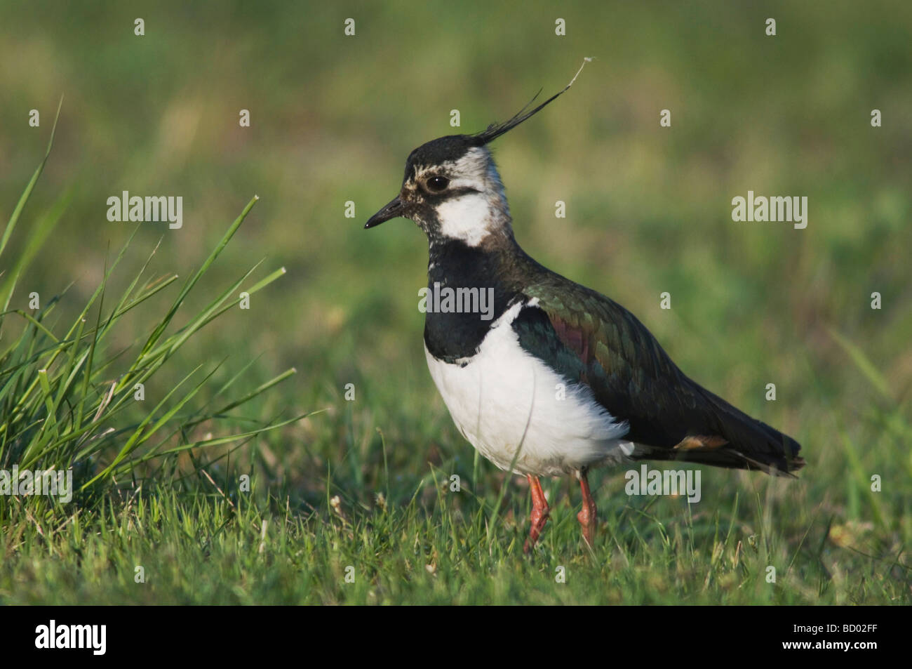 Pavoncella Vanellus vanellus Parco Nazionale del lago di Neusiedl Burgenland Austria Aprile 2007 Foto Stock