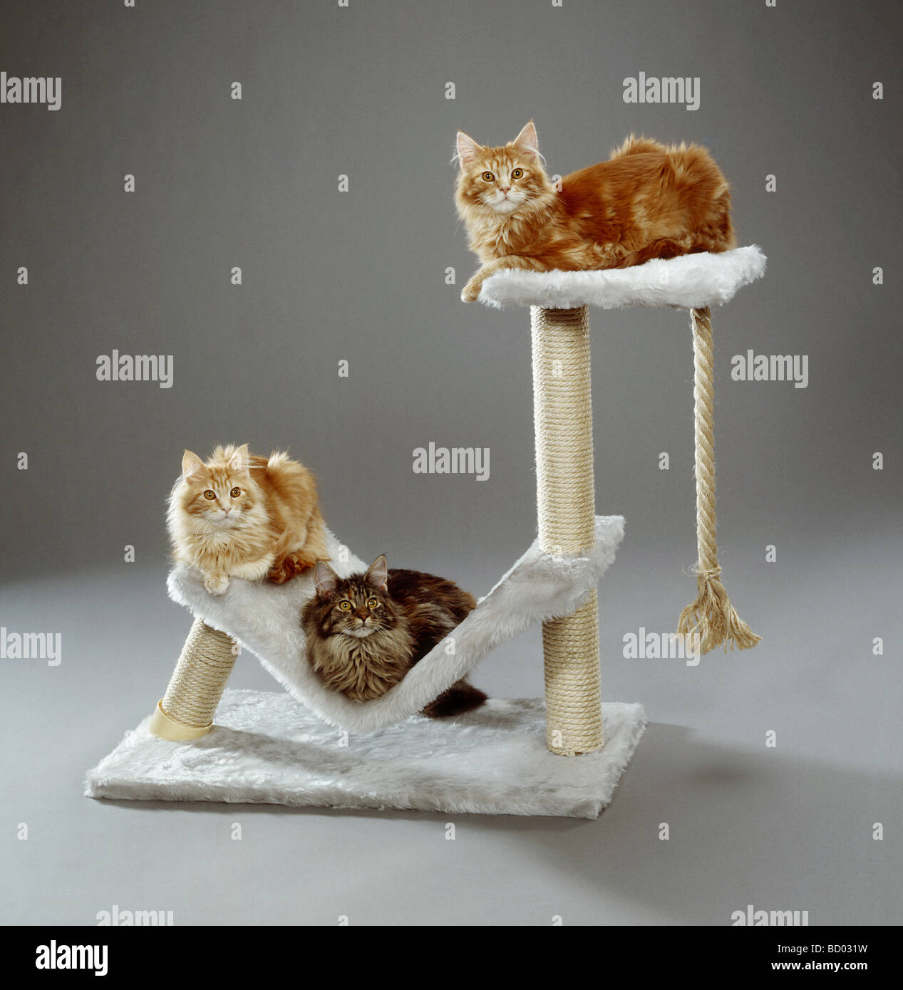 Tre gatti su una scalfittura post Foto Stock