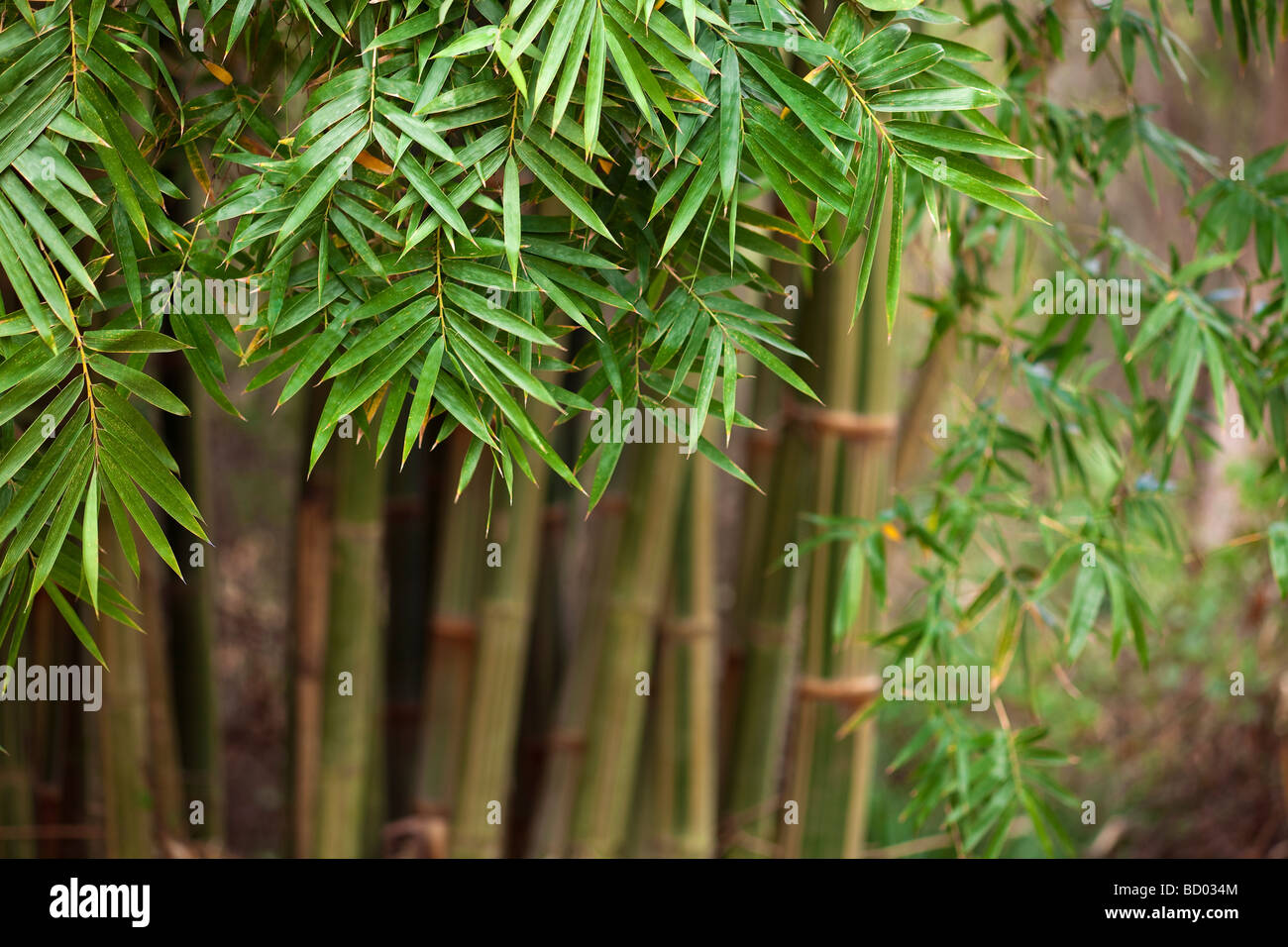 Bambù grande cammina impettito con naturale illuminazione sun Foto Stock