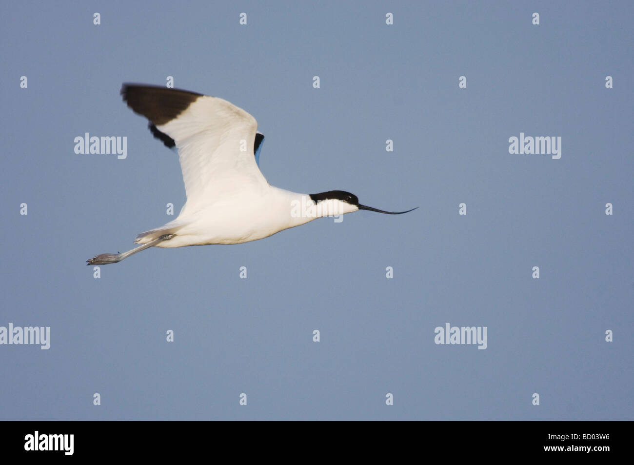 Pied Avocetta Recurvirostra avosetta Parco Nazionale del lago di Neusiedl Burgenland Austria Aprile 2007 Foto Stock