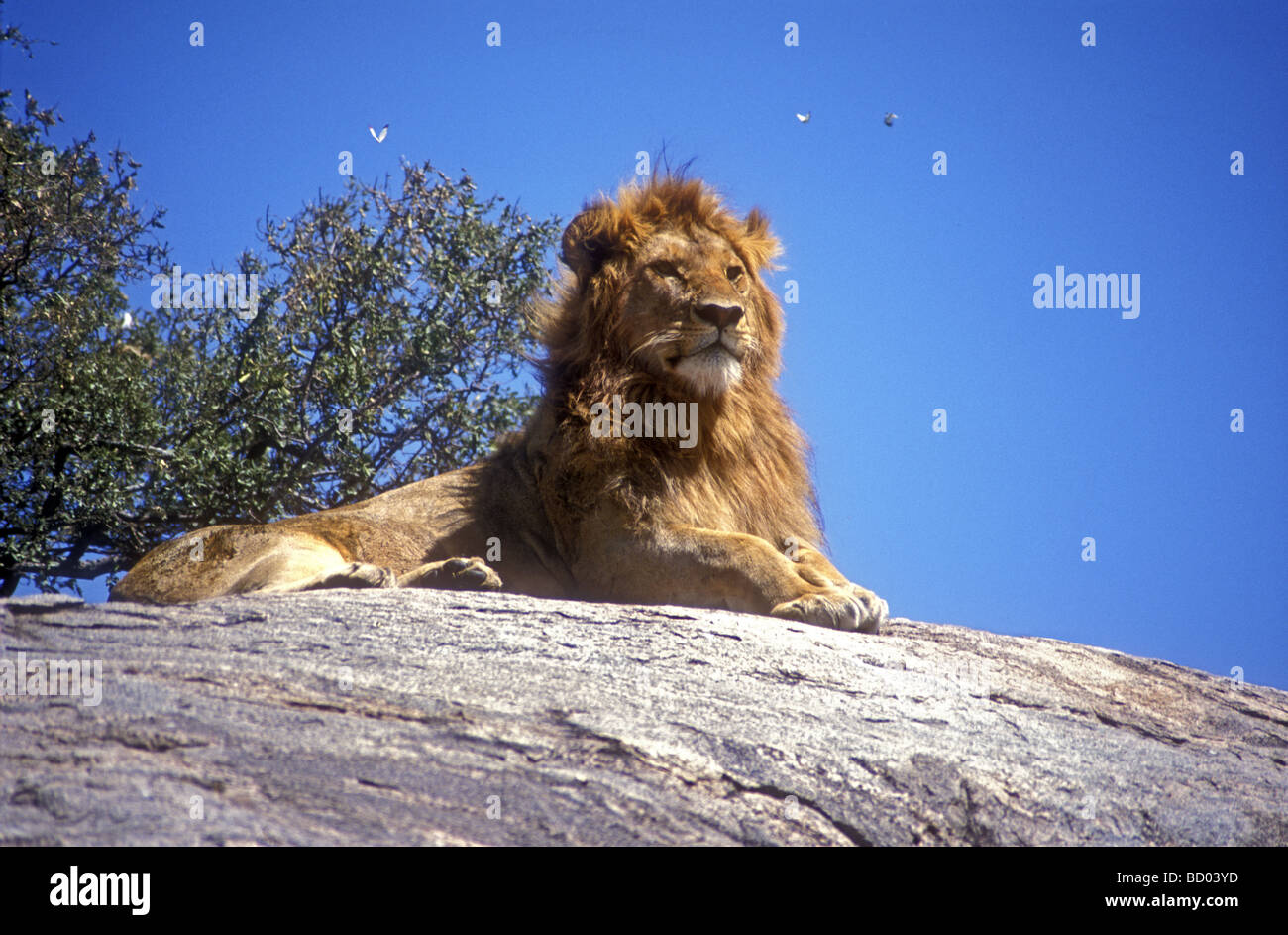 Potente giovane maschio di leone con belle mane seduta fino alla ricerca di alert su rock kopje Serengeti National Park Tanzania Africa orientale Foto Stock