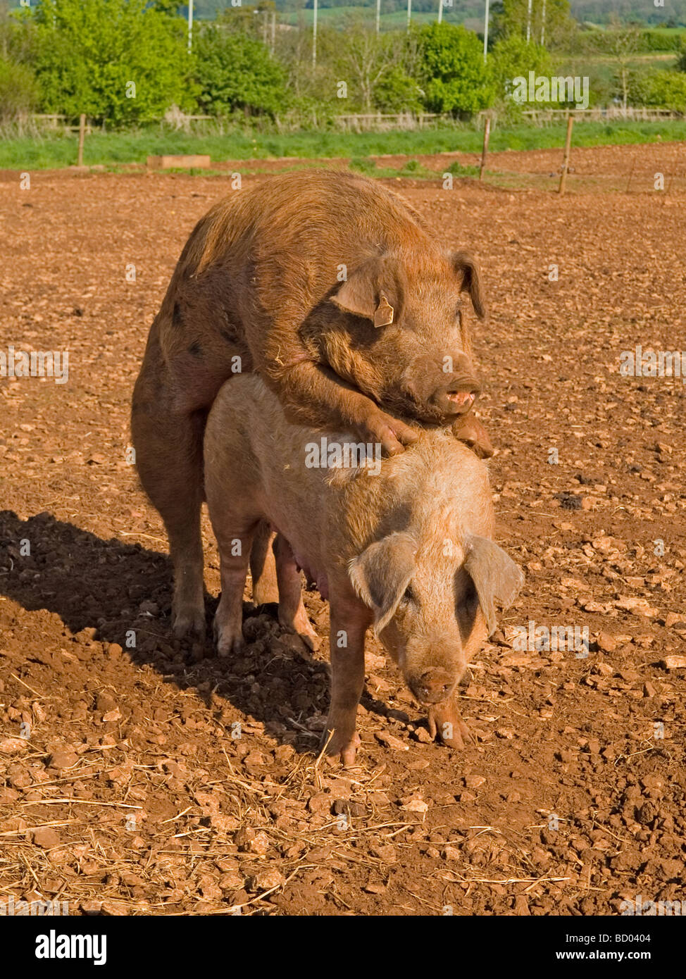 Suini cinghiale di accoppiamento duroc x large white seminare grandi specie bianco Foto Stock