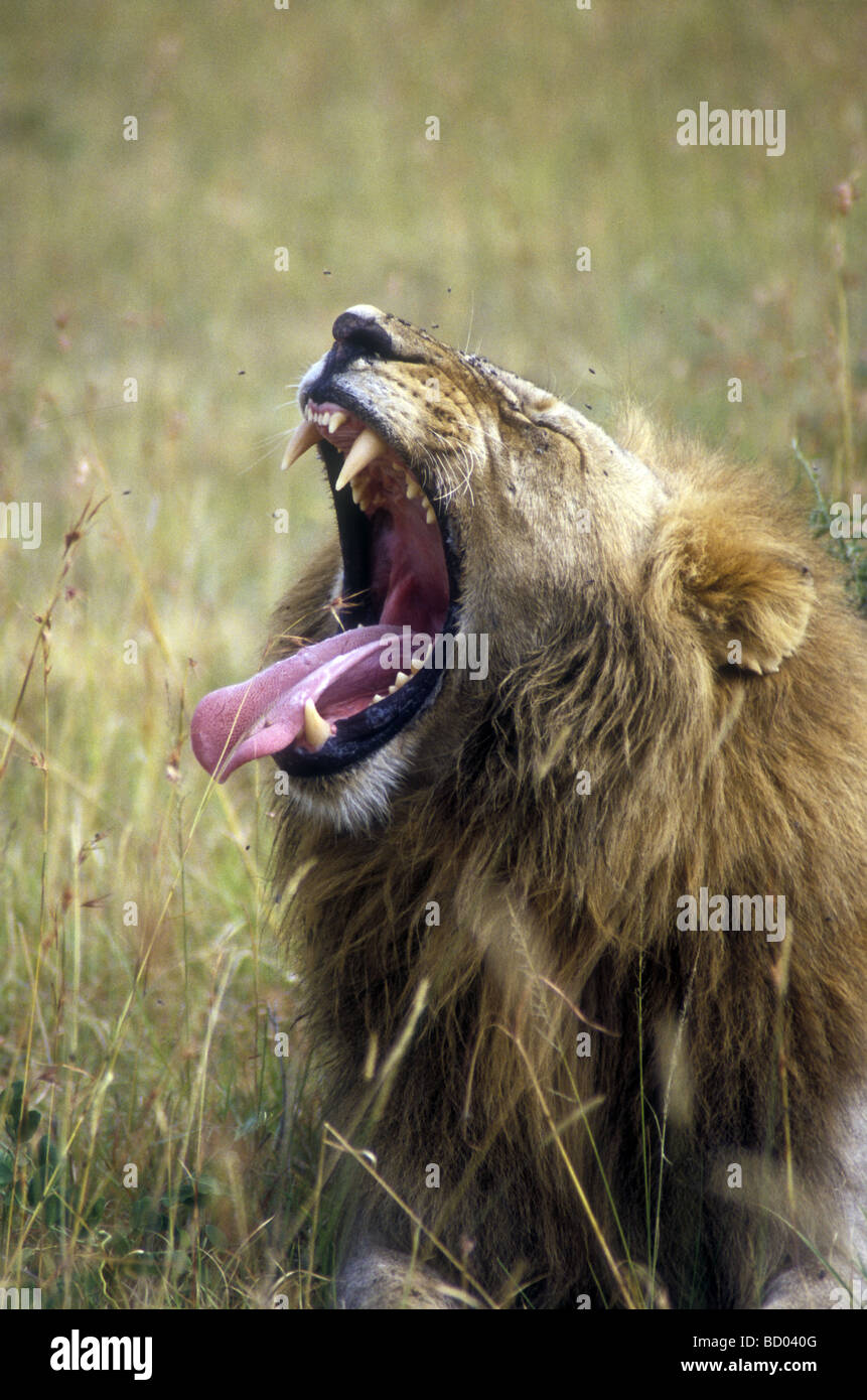 Ritratto di Leone maschio sbadigli con la bocca aperta che mostra la linguetta rosa e denti Masai Mara riserva nazionale del Kenya Africa orientale Foto Stock