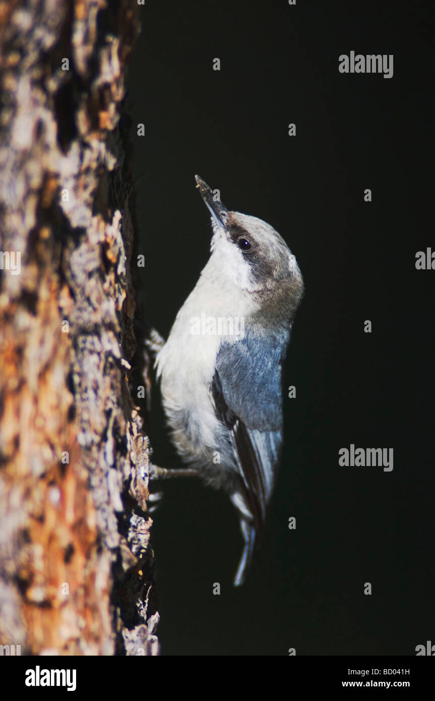 Pigmeo di picchio muratore Sitta pygmaea adulto arrampicata su albero di pino Rocky Mountain National Park Colorado USA Giugno 2007 Foto Stock