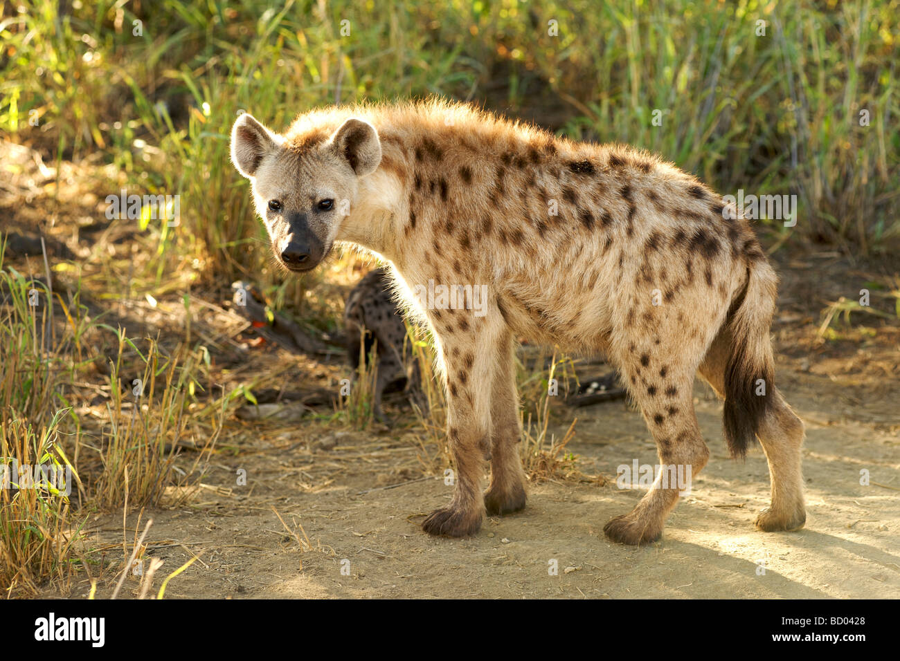 Un macchiato o ridere iena (Crocuta crocuta) nel Sud Africa Parco Nazionale Kruger. Foto Stock