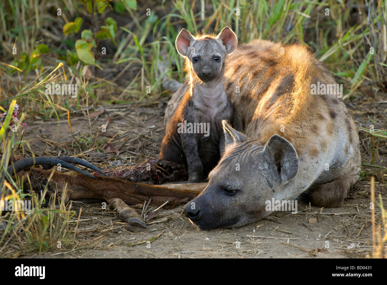 Un macchiato o ridere iena (Crocuta crocuta) con il suo cucciolo ad una carcassa in Sud Africa il Parco Nazionale Kruger. Foto Stock