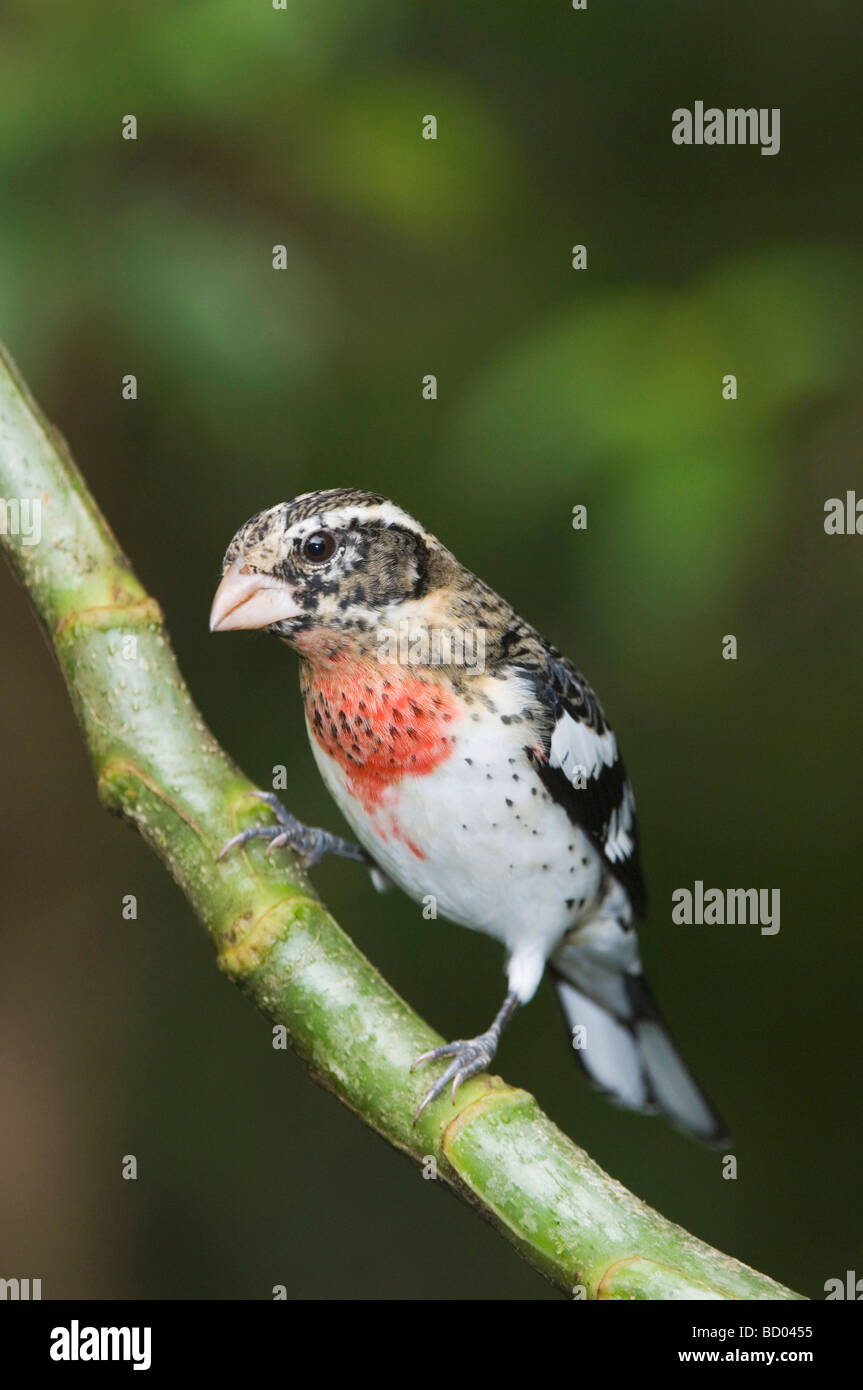 Rose breasted Grosbeak Pheucticus ludovicianus maschio immaturo appollaiato Valle Centrale Costa Rica America Centrale Foto Stock