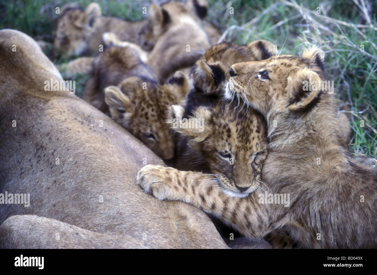 Close up di lion cubs snuggling insieme vicino alla madre Leonessa cratere di Ngorongoro Tanzania Africa orientale Foto Stock