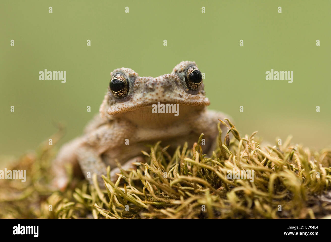 Red spotted Toad Bufo punctatus giovani Uvalde County Hill Country Texas USA Aprile 2006 Foto Stock