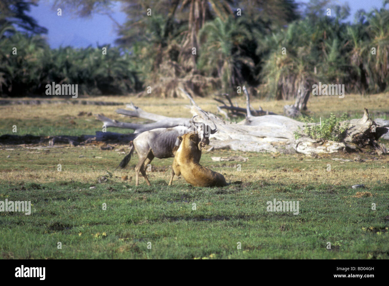 Leonessa a cattura di uccidere tirando verso il basso GNU GNU Amboseli National Park in Kenya Africa orientale Foto Stock