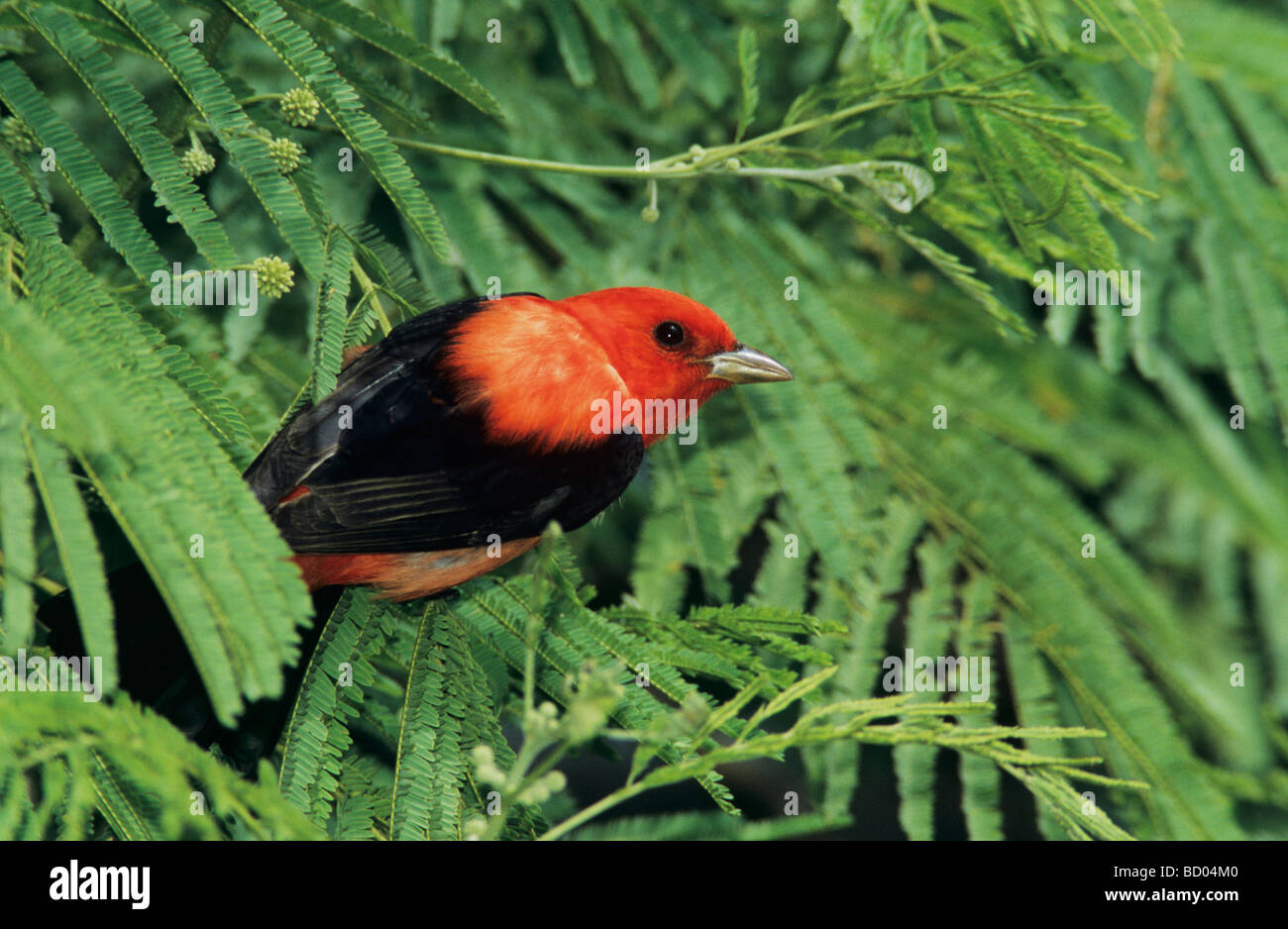 Scarlet Tanager Piranga olivacea maschio di South Padre Island Texas USA Maggio 2005 Foto Stock