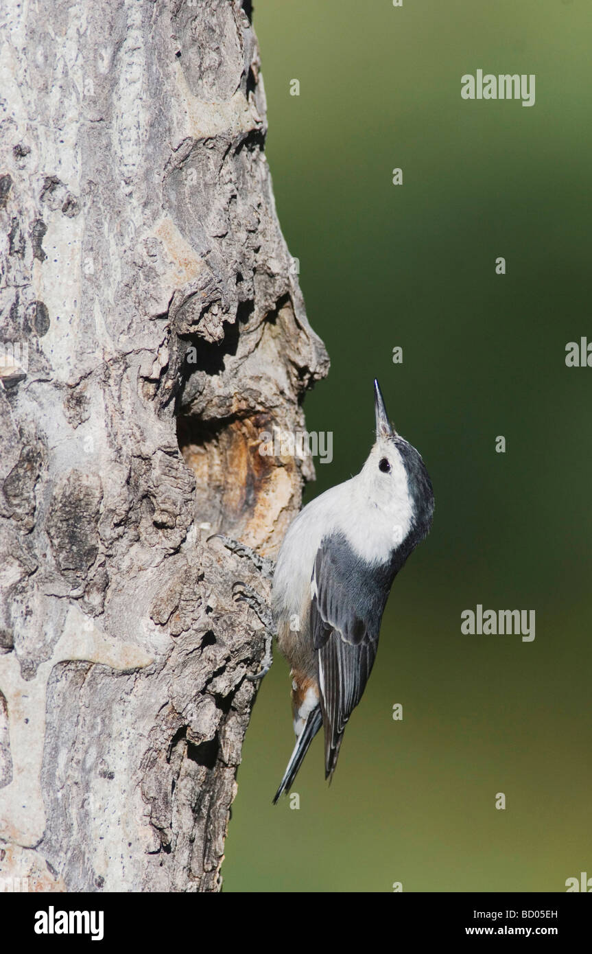 Petto bianco picchio muratore Sitta carolinensis Rocky Mountain National Park Colorado USA Giugno 2007 Foto Stock