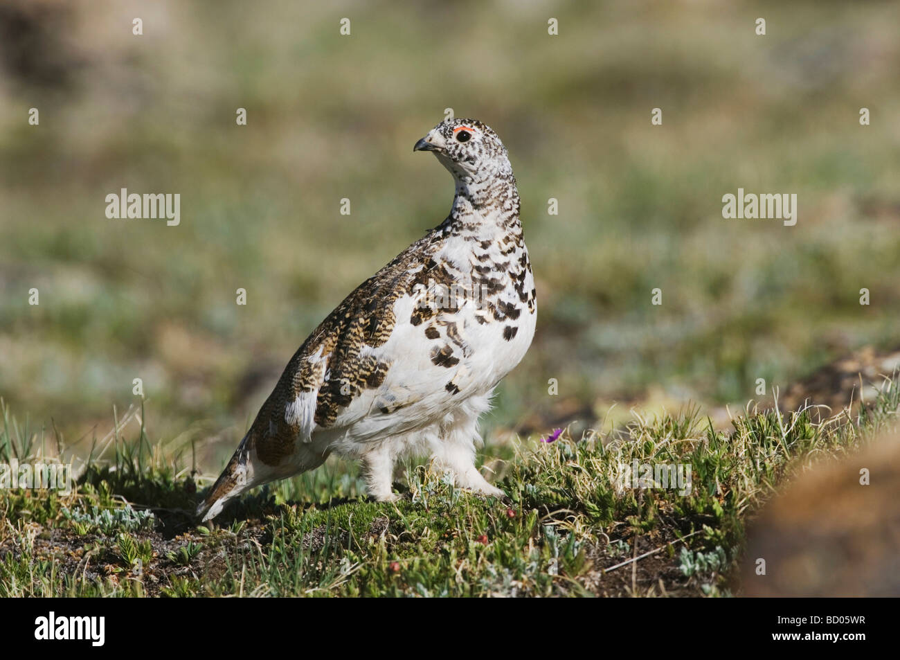 White Tailed Ptarmigan Lagopus leucurus maschio adulto in estate piumaggio sulla tundra alpina Rocky Mountain National Park Colorado USA Foto Stock