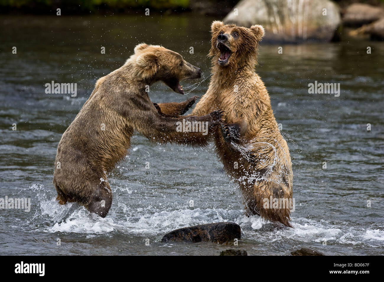 Due orsi bruni (Orsi Grizzly) (Ursus arctos) lotta nel fiume Brooks di Katmai National Park, Alaska. Foto Stock