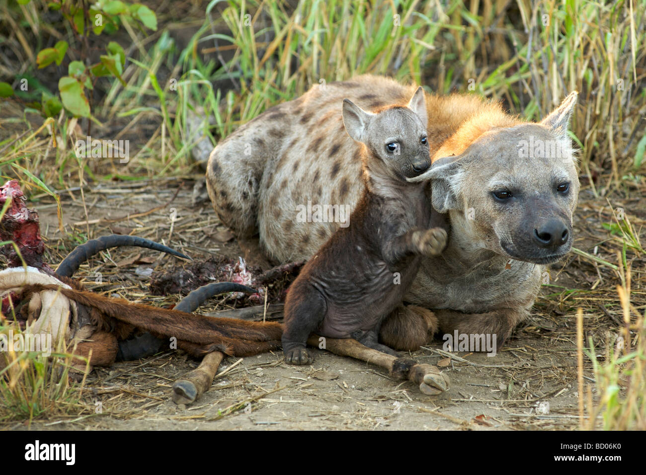 Un macchiato o ridere iena (Crocuta crocuta) con il suo cucciolo ad una carcassa in Sud Africa il Parco Nazionale Kruger. Foto Stock