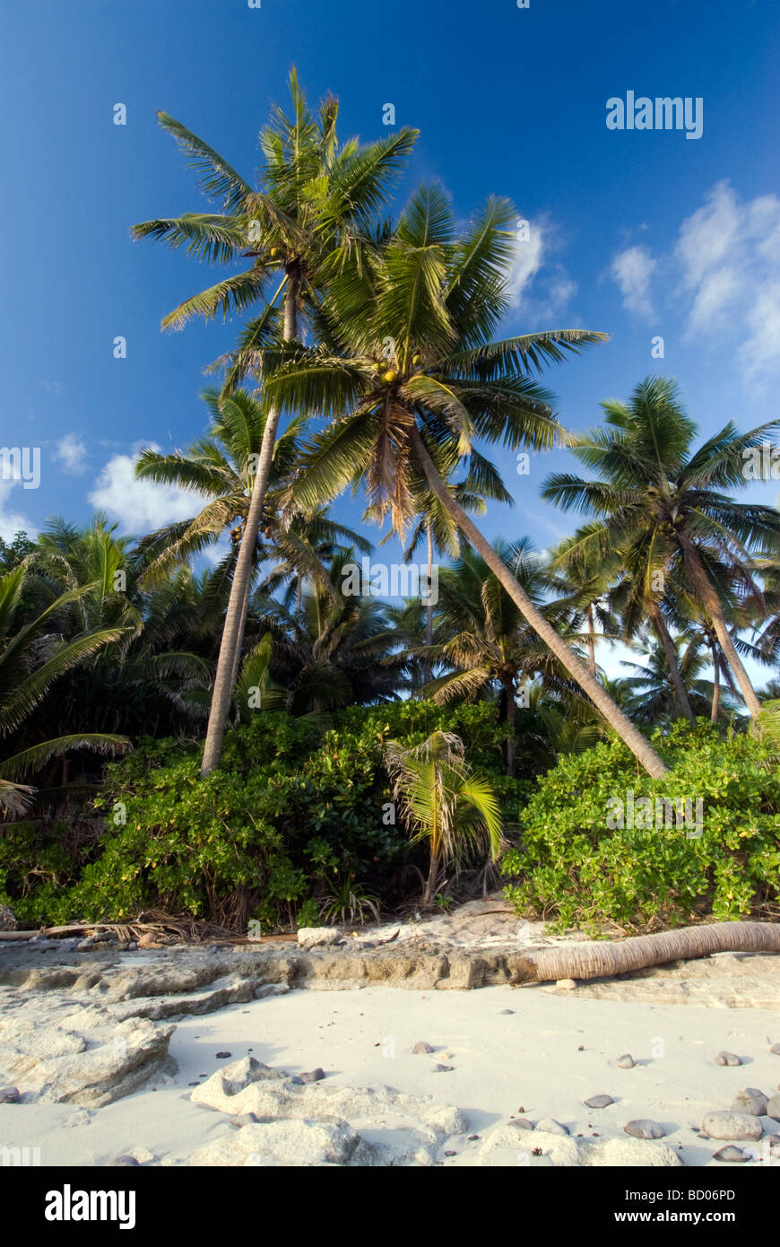 Tre palme al tramonto sulla spiaggia nelle isole Figi Foto Stock