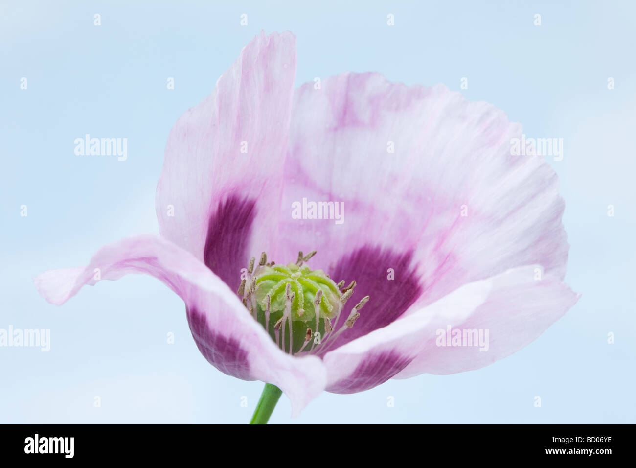Studio ancora la vita di papavero da oppio Papaver somniferum floreale di fiori da vicino Foto Stock