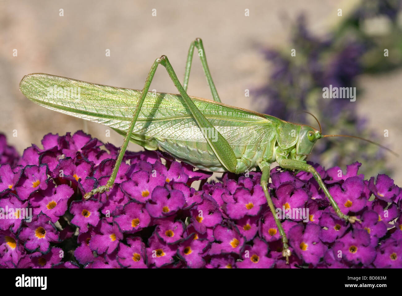 Grande macchia verde Cricket - Tettigonia viridissima Foto Stock