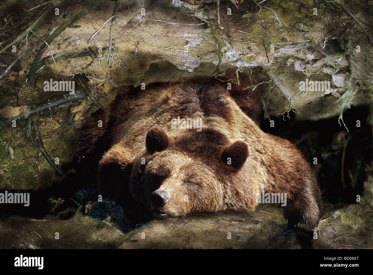 L'orso bruno (Ursus arctos), adulti dormono nella sua tana Foto stock -  Alamy