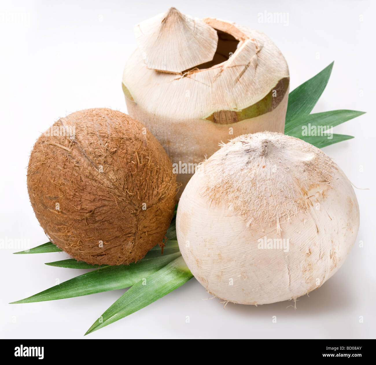Il cocco su sfondo bianco Foto Stock