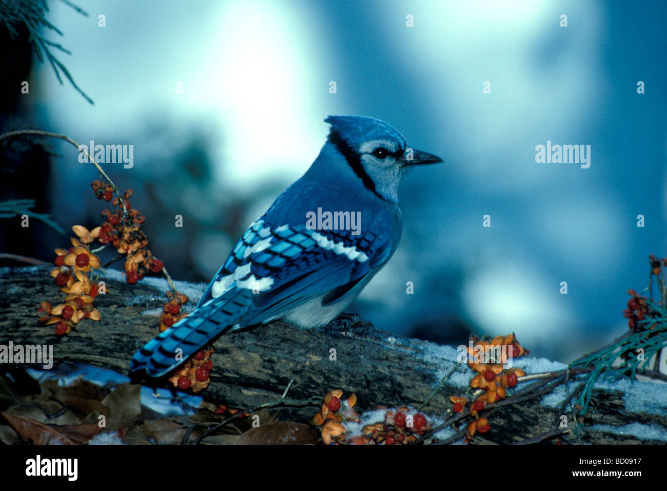 Blue Jay (Cyanocitta cristata) arroccato sul registro innevato con arancio brillante bacche di agrodolce (Celastrus scandens), Missouri Foto Stock