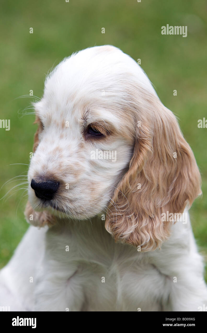 Orange Stefano inglese Cocker Spaniel cucciolo di età superiore a dodici settimane a giocare fuori. Foto Stock