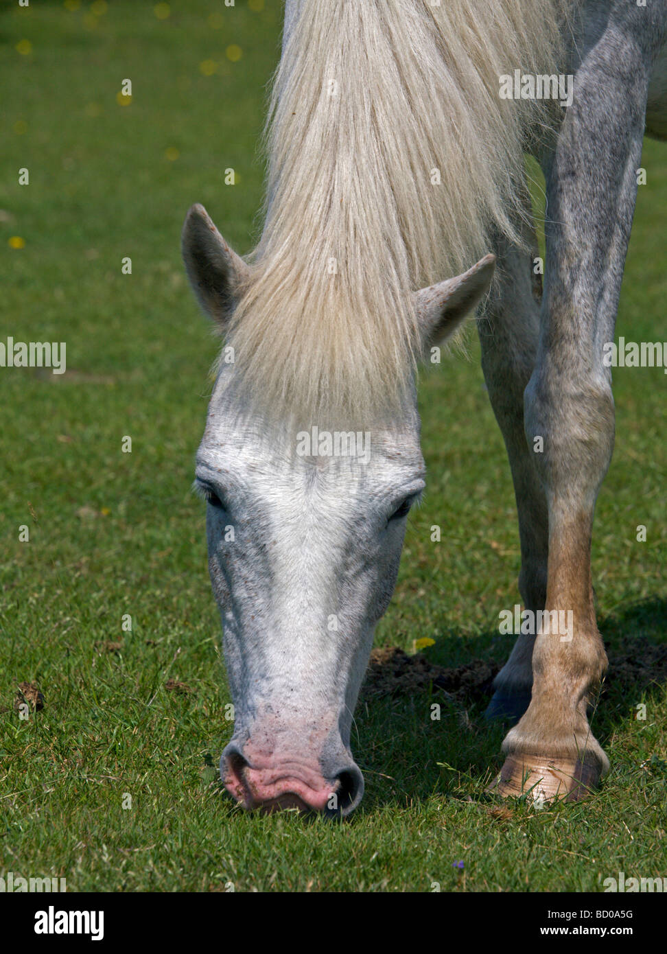 Cavallino Bianco al pascolo, New Forest, Hampshire, Inghilterra Foto Stock