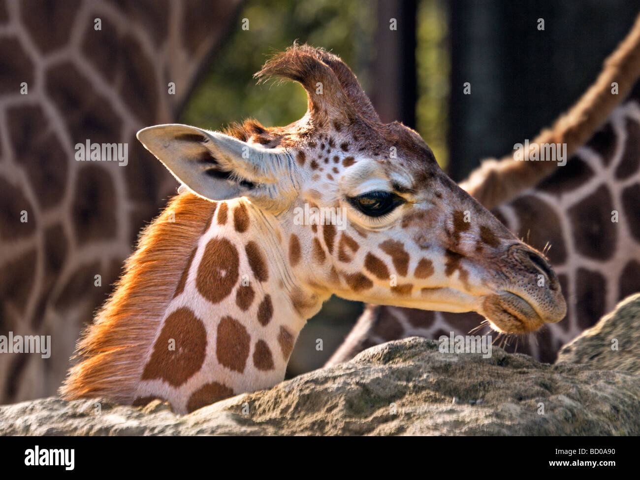 Giraffe Calf (giraffa camelopardarlis) Foto Stock