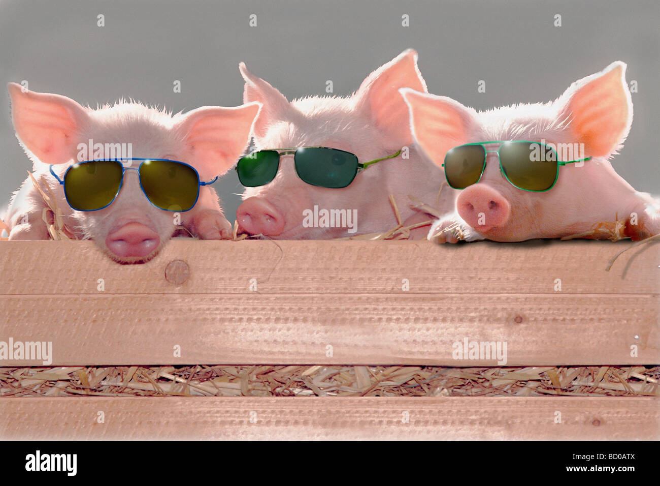 Maiale domestico. Tre i suinetti con occhiali da sole guardando sopra una  tavola Foto stock - Alamy