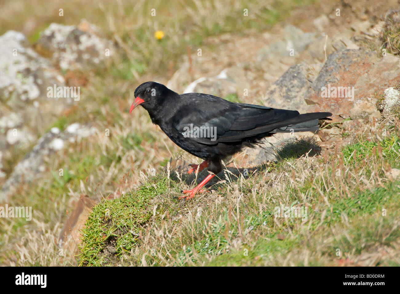 Chough sulla costa a Marloes,Pembrokeshire,Galles,UK Foto Stock