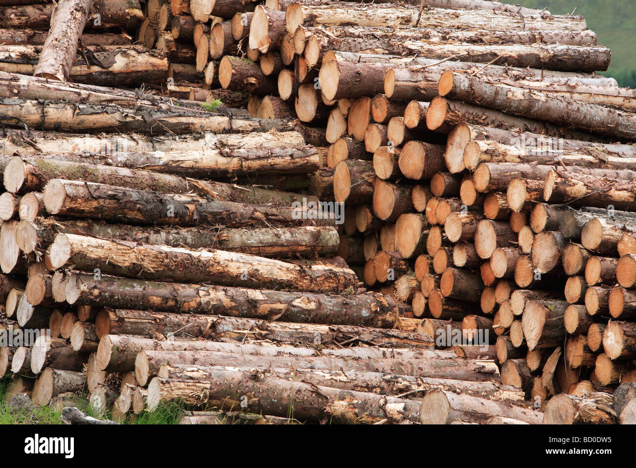 Tronchetti di legno impilate Foto Stock